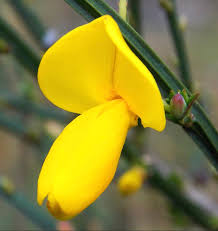 Attēlu rezultāti vaicājumam “Cytisus scoparius flower”