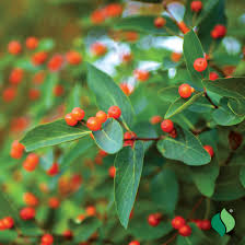 Attēlu rezultāti vaicājumam “Lonicera tatarica”