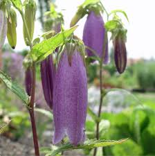 Image result for Glockenblumen