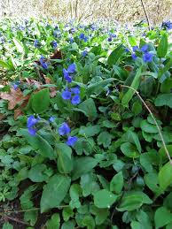 Attēlu rezultāti vaicājumam “Pulmonaria angustifolia”