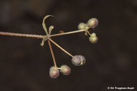 Attēlu rezultāti vaicājumam “Galium aparine fruit”