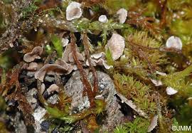 Attēlu rezultāti vaicājumam “Arrhenia retiruga”