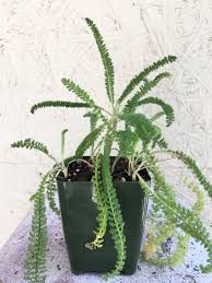 Attēlu rezultāti vaicājumam “Achillea salicifolia leaf”