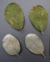 Attēlu rezultāti vaicājumam “Exobasidium cassandrae”