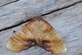 Attēlu rezultāti vaicājumam “Plagodis dolabraria”