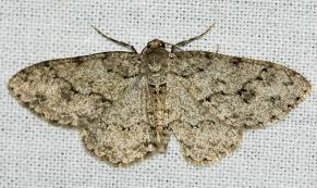 Attēlu rezultāti vaicājumam “Ectropis crepuscularia”