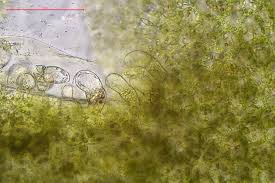 Attēlu rezultāti vaicājumam “Pellia neesiana”