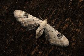 Attēlu rezultāti vaicājumam “Eupithecia centaureata”