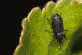 Attēlu rezultāti vaicājumam “Magdalis sp.”