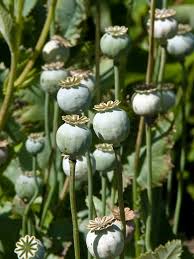 Attēlu rezultāti vaicājumam “Papaver somniferum flower”