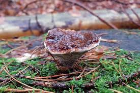 Attēlu rezultāti vaicājumam “Onnia triquetra”