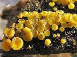 Attēlu rezultāti vaicājumam “Bisporella citrina”