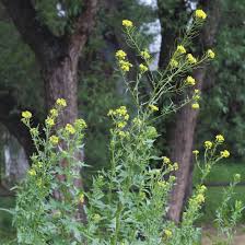 Attēlu rezultāti vaicājumam “Sisymbrium loeselii leaf”