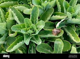 Attēlu rezultāti vaicājumam “Hylotelephium telephium leaf”