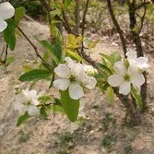 Attēlu rezultāti vaicājumam “Exochorda giraldii var. wilsonii”