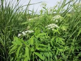 Attēlu rezultāti vaicājumam “Sium latifolium flower”