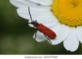 Attēlu rezultāti vaicājumam “Lygistopterus sanguineus”