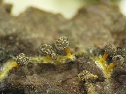 Attēlu rezultāti vaicājumam “Diderma tigrinum macro”