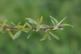 Attēlu rezultāti vaicājumam “Salix lapponum leaf”