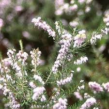 Attēlu rezultāti vaicājumam “Erica x darleyensis flower”