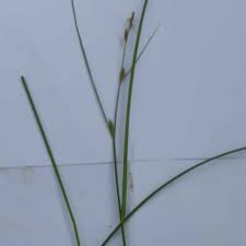 Attēlu rezultāti vaicājumam “Carex remota leaf”