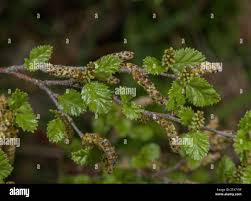 Attēlu rezultāti vaicājumam “Betula humilis female flower”