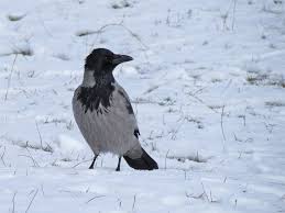 Attēlu rezultāti vaicājumam “Corvus cornix adult”
