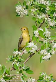 Image result for Piranga olivacea