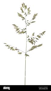 Attēlu rezultāti vaicājumam “Holcus mollis”