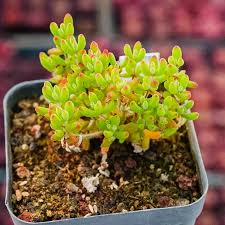 Attēlu rezultāti vaicājumam “Diderma globosum”