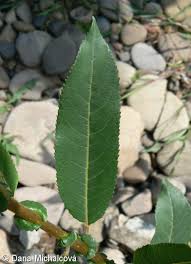Attēlu rezultāti vaicājumam “Salix triandra leaf”