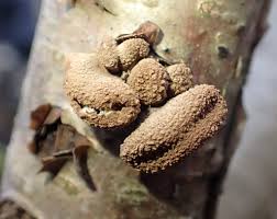 Attēlu rezultāti vaicājumam “Encoelia furfuracea”