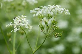 Attēlu rezultāti vaicājumam “Anthriscus sylvestris fruit”
