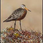 Image result for Limosa haemastica