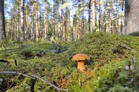 Attēlu rezultāti vaicājumam “Eurhynchium angustirete sporophyte”