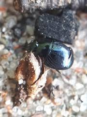 Attēlu rezultāti vaicājumam “Hypocaccus rugiceps”