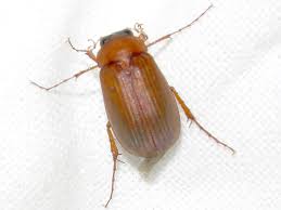 Attēlu rezultāti vaicājumam “Serica brunnea”