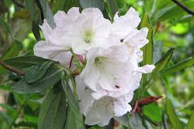 Attēlu rezultāti vaicājumam “Rhododendron sichotense flower”