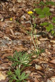 Attēlu rezultāti vaicājumam “Ranunculus polyanthemos”