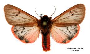 Attēlu rezultāti vaicājumam “Phragmatobia fuliginosa”