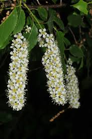 Attēlu rezultāti vaicājumam “Prunus serotina flower”