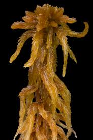 Attēlu rezultāti vaicājumam “Sphagnum fuscum”