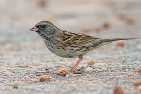 Image result for Emberiza spodocephala
