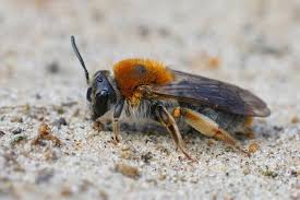 Attēlu rezultāti vaicājumam “Andrena haemorrhoa”