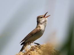 Image result for Acrocephalus arundinaceus