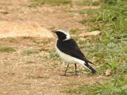 Image result for Oenanthe pleschanka