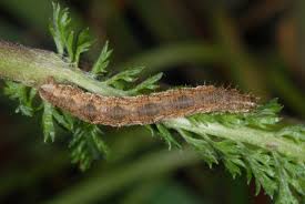 Attēlu rezultāti vaicājumam “Eupithecia icterata female”