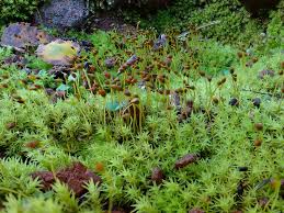 Attēlu rezultāti vaicājumam “Dichodontium pellucidum”