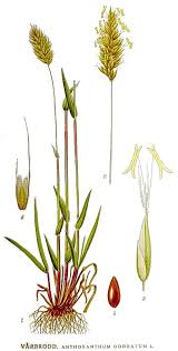 Attēlu rezultāti vaicājumam “Anthoxanthum odoratum”