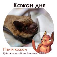 Attēlu rezultāti vaicājumam “Eptesicus serotinus”